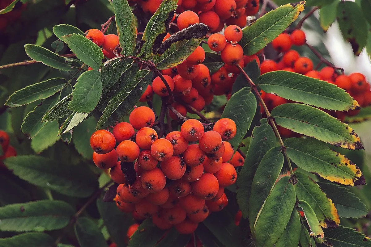 Are Rowan Berries Edible? Safety, Taste, and Traditional Uses