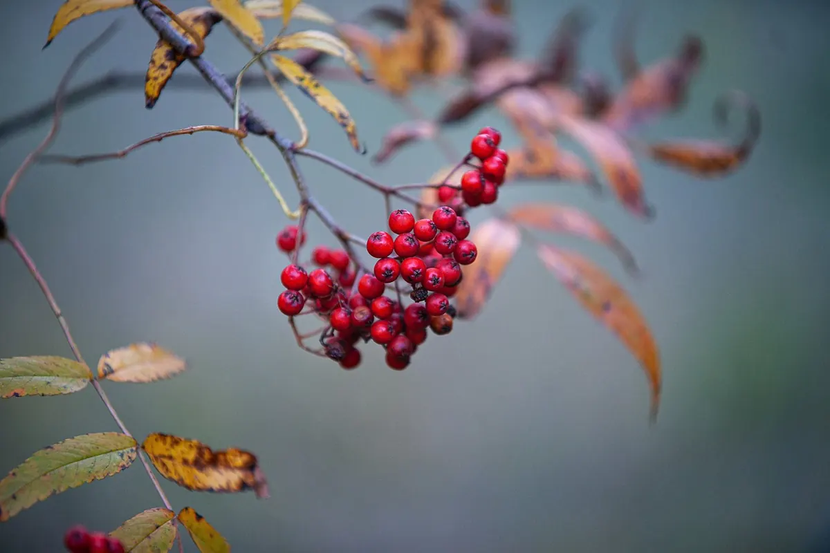 How to Make Rowan Jelly: Foraging, Prep, and Beginner Recipe