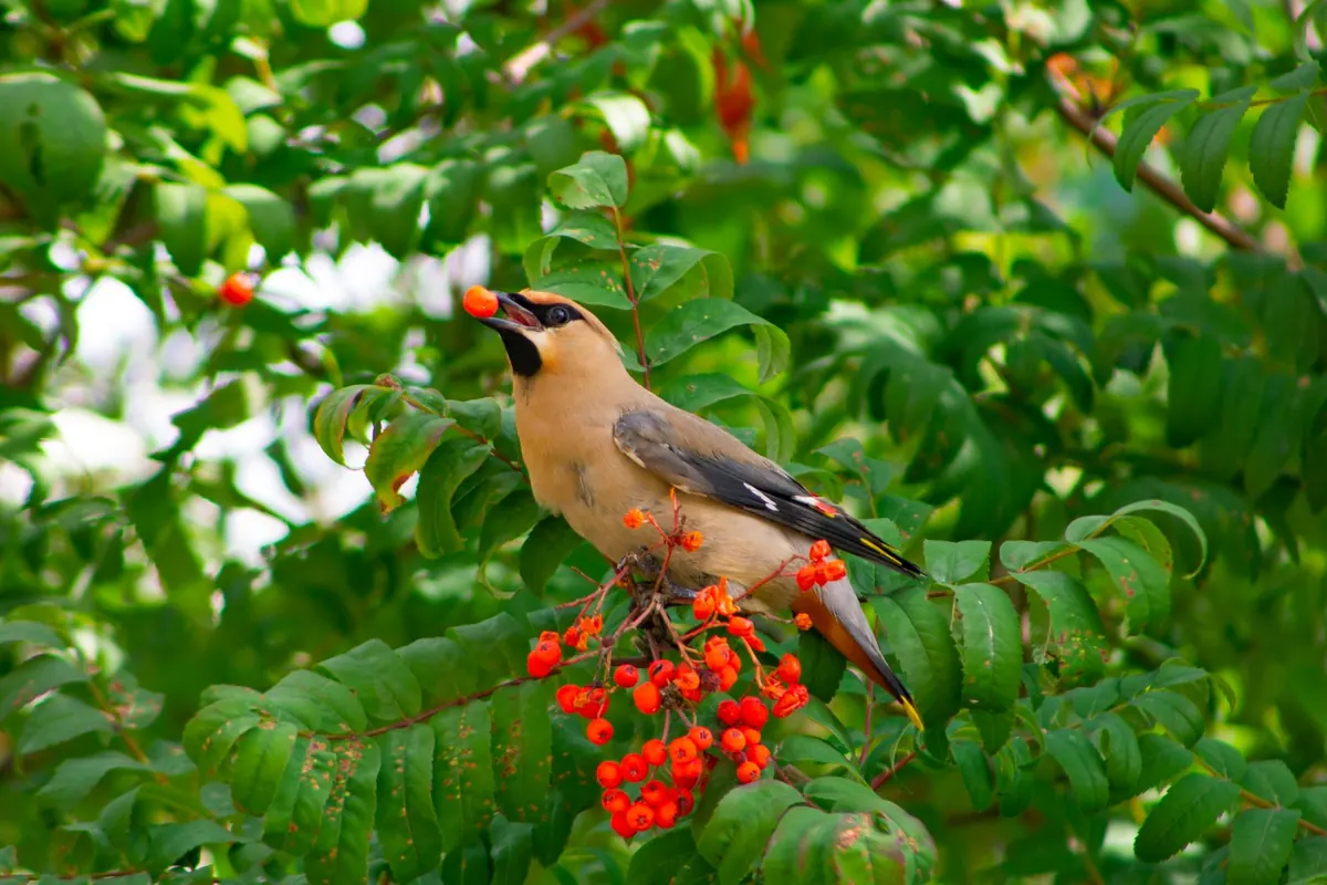 Planting Rowan Trees for Wildlife: A Seasonal Checklist