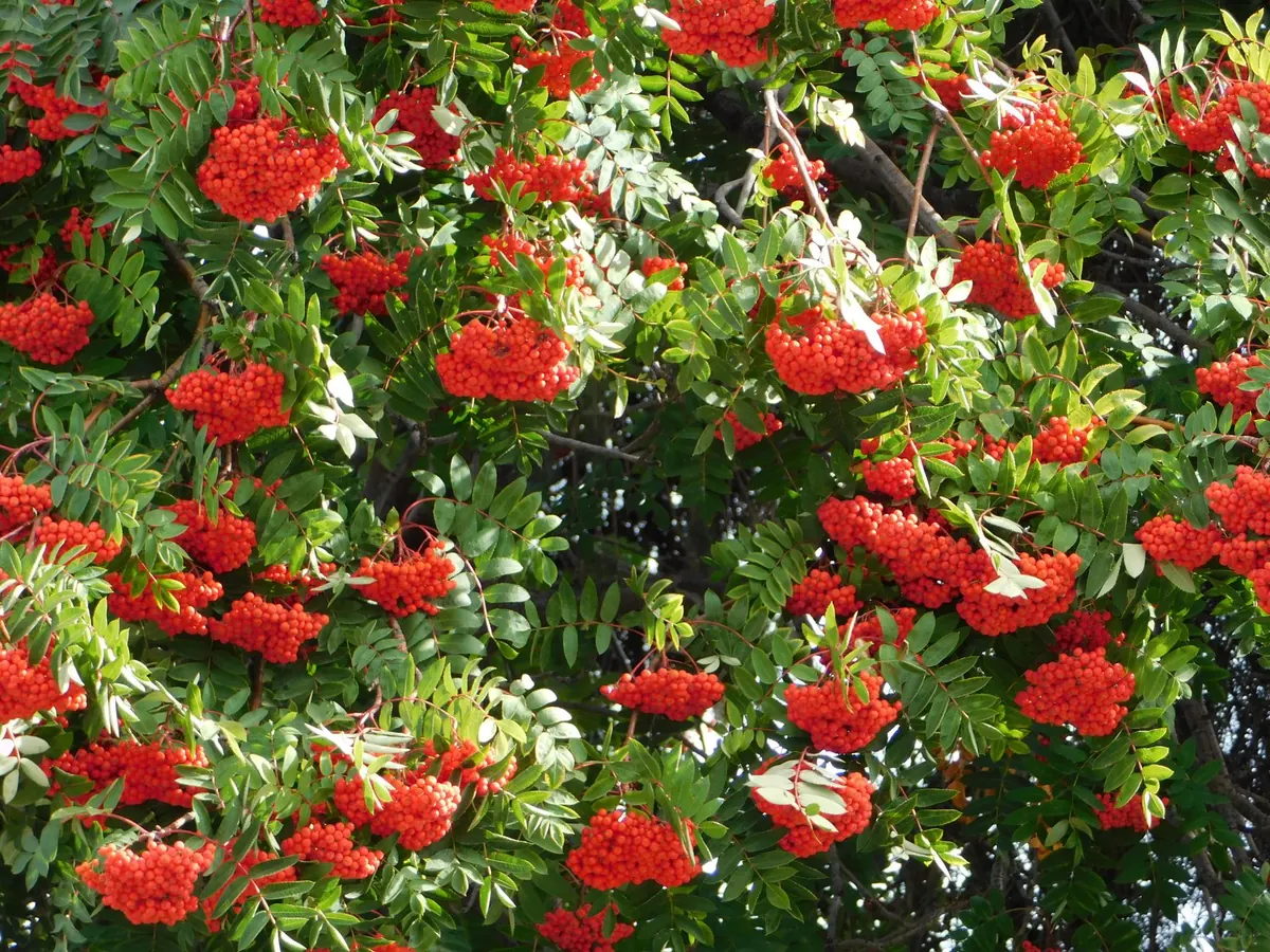 Rowan Folklore in the British Isles: Protection, Witches, and the Tree of Life