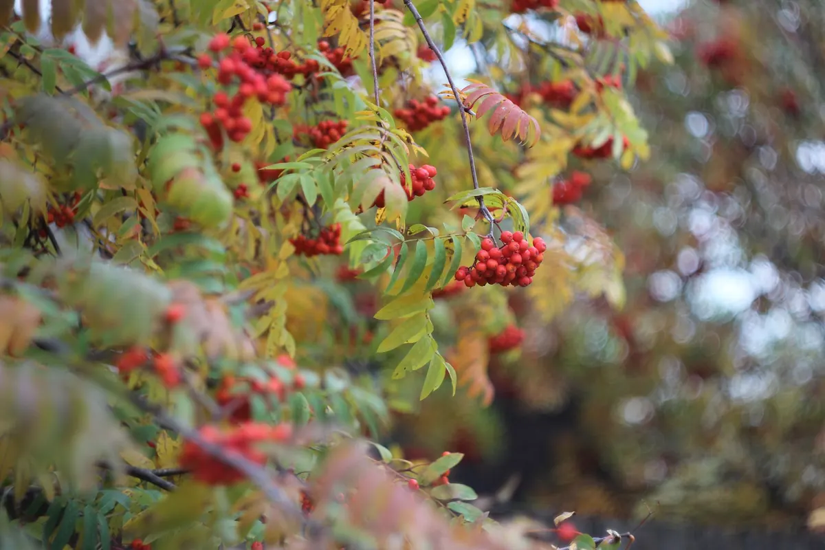 Rowan Tree Care Calendar: What to Do in Spring, Summer, Autumn, and Winter
