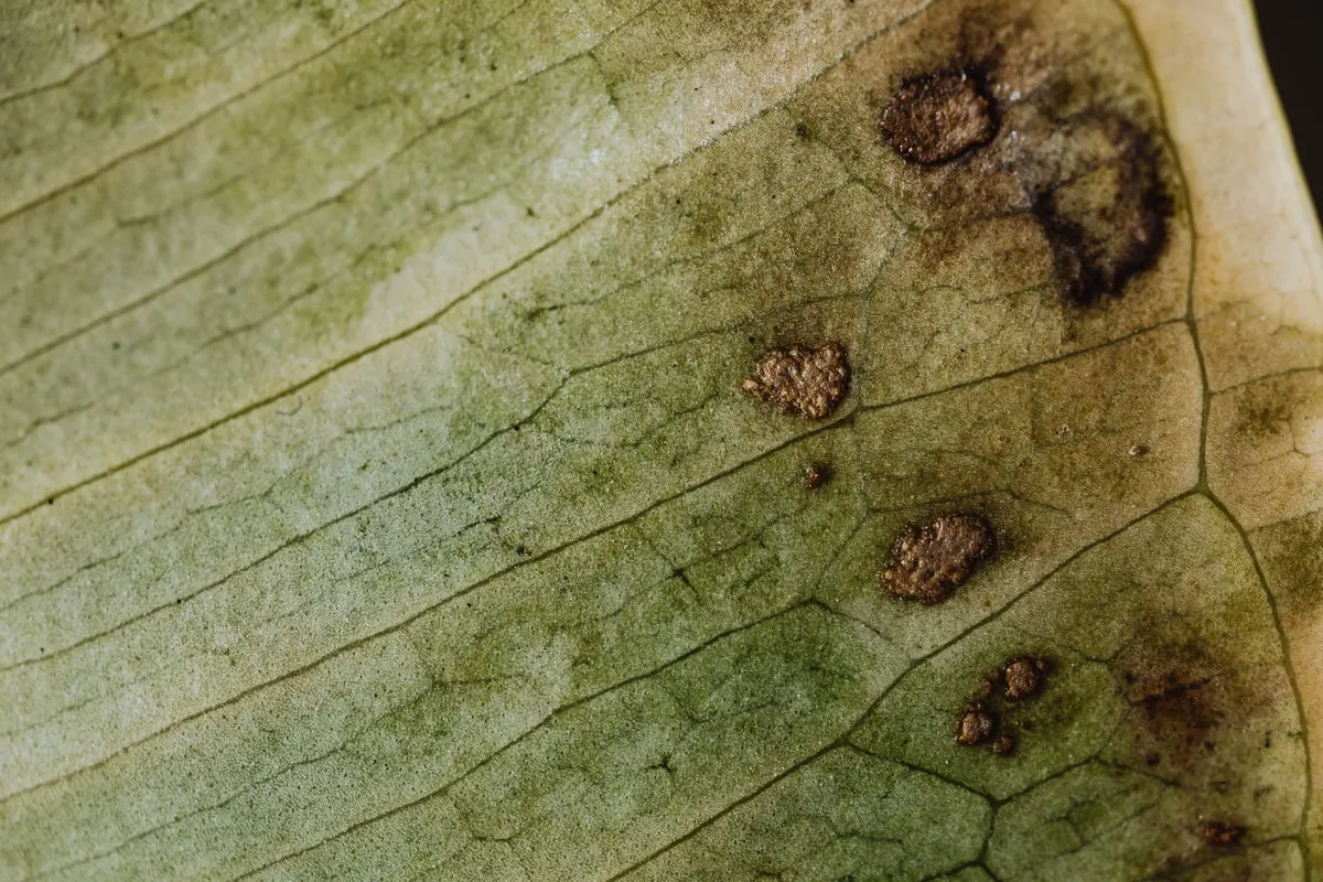 Rowan Tree Diseases and Pests: A Garden Identification Checklist